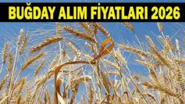 2026 Buğday ve Hububat Fiyatları Henüz Açıklanmadı