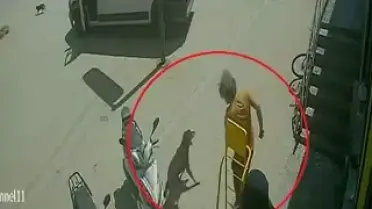Antalya'da Sokak Hayvanlarına Eziyet: Şüpheli Gözaltına Alındı