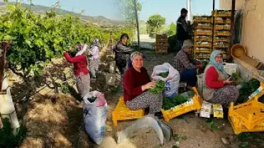 Manisa Alaşehir'de Asma Yaprağı Üreticileri İçin Önemli Gelir Kaynağı Oldu