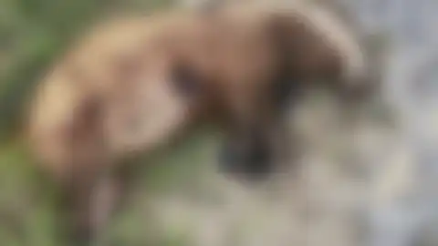 Aydın'da Nesli Tehlike Altındaki Avrupa Porsuğu Vuruldu