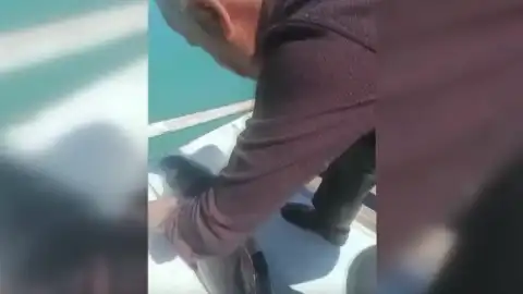 Sinop'ta Balıkçı Ağına Takılan Yunus Yavrusu Kurtarıldı
