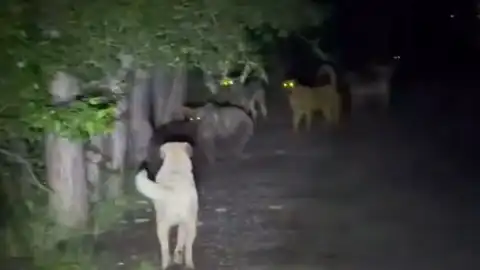 Kızılcahamam Soğuksu Milli Parkı'nda Köpekler ve Ayılar Karşı Karşıya Geldi