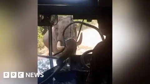 Sri Lanka'da Vahşi Filin Otobüse Saldırısı: Personel Taşıyan Araç Hasar Aldı