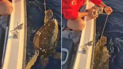 Kuşadası'nda Deniz Kaplumbağasına İşkence: Ayağına Parke Taşı Bağlanmış Halde Bulundu