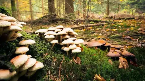 Samsun'da Mantar Zehirlenmesi: Baba ve Oğluna Erken Müdahale