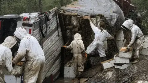 Orange County'de TIR Devrildi: Milyonlarca Arı Serbest Kaldı, Bölge Halkına Uyarı Yapıldı
