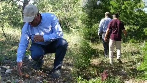 Malatya'da Meşe Mantarı Sezonu: Toplanıp Satılıyor, Fiyatlar 500 Liradan Başlıyor