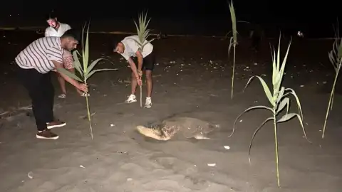 Mersin Erdemli'de Gençlerin Duyarlılığı Caretta Caretta Yuvasını Koruma Altına Aldı
