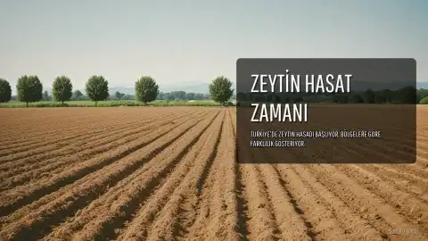 Zeytinde Hasat Zamanı: Bölgesel Farklılıklar ve Yöntemler Belirleyici Oluyor
