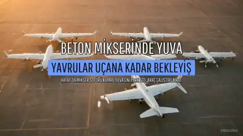Beton Mikserindeki Kumru Yuvası Koruma Altına Alındı