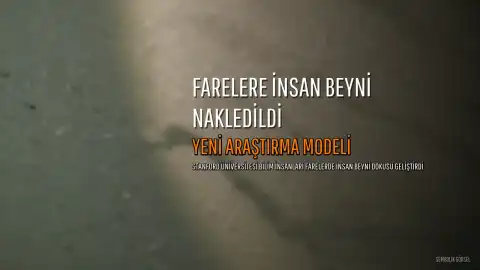 Bilim insanları, farelere insan beyin dokusu nakletti