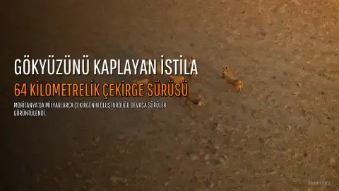64 Kilometre Genişliğindeki Çekirge Sürüsü Dehşeti Görüntülendi
