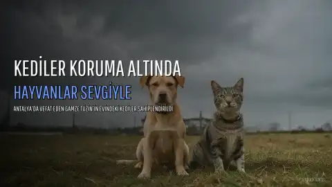 Antalya'da Yaşamını Yitiren G.T.'in 20 Kedisi Koruma Altına Alındı