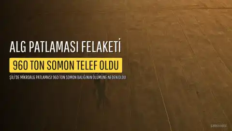 Şili'de Alg Patlaması: 960 Ton Somon Balığı Telef Oldu