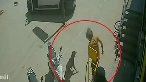 Antalya'da Sokak Hayvanlarına Eziyet: Şüpheli Gözaltına Alındı