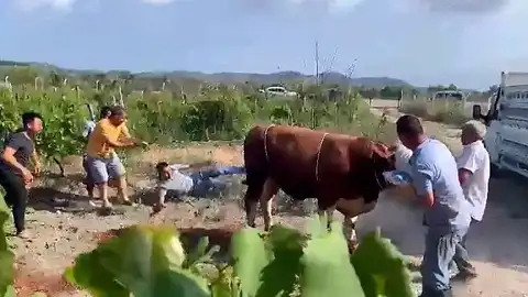 Bursa'da Kurbanlık Boğa Sahibine Tekme Attı