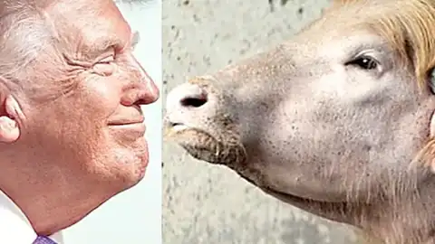 Donald Trump Benzerliğiyle Tanınan Manda Kurban Edilmekten Kurtarıldı
