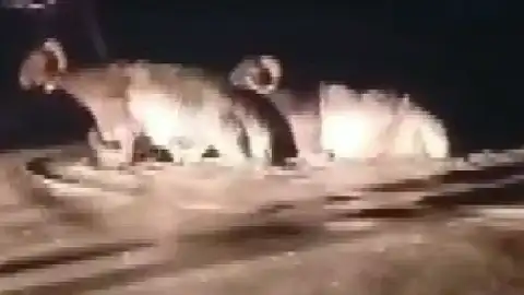 Hatay'da Sağanak Hayvan Pazarını Vurdu: Cadde ve Sokaklar Göle Döndü