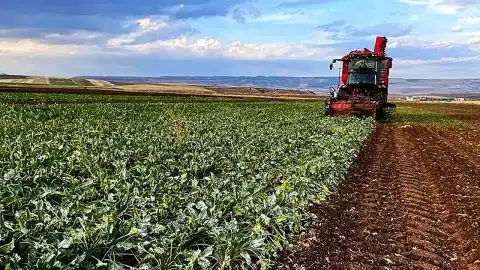 Tokat'ta Sel ve Dolu Felaketi Çiftçileri Vurdu: Ziraat Odası Destek Sözü Verdi