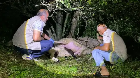 Bursa'da Yıldırım Düşmesi Sonucu 6 Koyun Telef Oldu