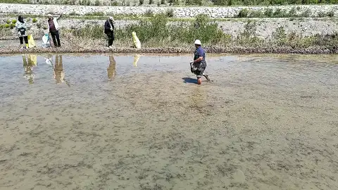 Çankırı'da Yağışlar Çeltik Ekimini Geciktirdi, Üreticiler Tedirgin