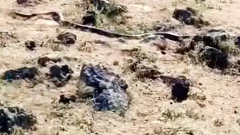 Diyarbakır Çınar'da 3 Metre Uzunluğunda Yılan Görüntülendi