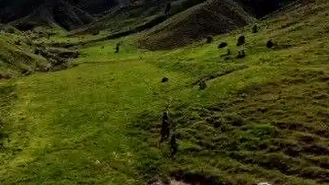 Tunceli'de Mantar Toplarken Ayı Saldırısına Uğrayan 3 Kişi Yaralandı