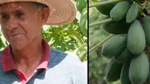 Mato Grosso'da Papaya Üretimiyle Yüksek Gelir Elde Edildi