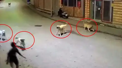 Ordu Çamaş'ta Sokak Köpeklerinin Saldırısına Uğrayan Çocuk Esnaf Tarafından Kurtarıldı