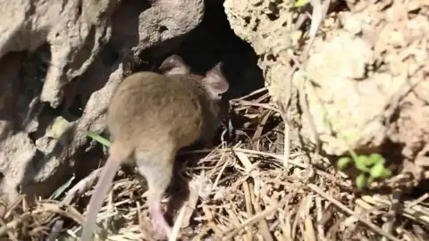 Sivas'ta Beyaz Bantlı Dağ Engereğinin Yuvasına Giren Fare Kameraya Yansıdı