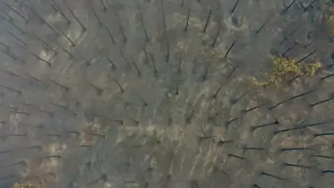 Aydın'ın Çine İlçesindeki Ormanlık Alanda Yangın Sonrası Durum Havadan Görüntülendi