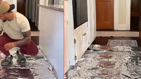 Köpeklerin Alüminyum Folyo Deneyine Verdiği Farklı Tepkiler Sosyal Medyada İlgi Gördü