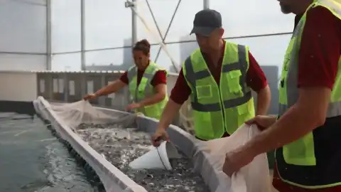 Muğla'dan 5 Ülkeye 33 Milyon Yavru Balık İhracatı Yapıldı
