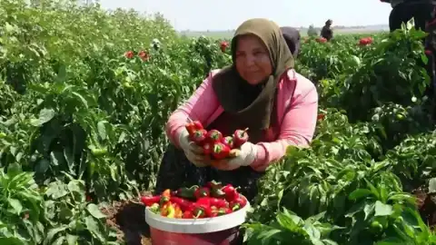 Bafra Ovası'nda 'Kırmızı Elmas' Kapya Biber Hasadı Başladı