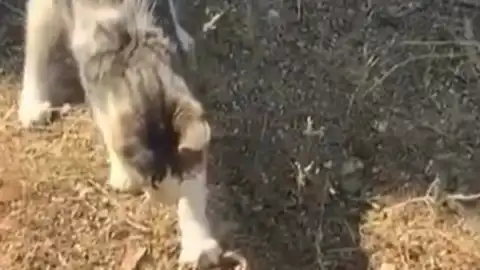 Bilecik'te Kedi, Yılanla Oyununu Cep Telefonu Kamerası Kaydetti