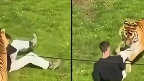 Yorkshire Vahşi Yaşam Parkı'nda Trajik Olay: Kaplan Bölümüne Giren K.Ş. Hayatını Kaybetti