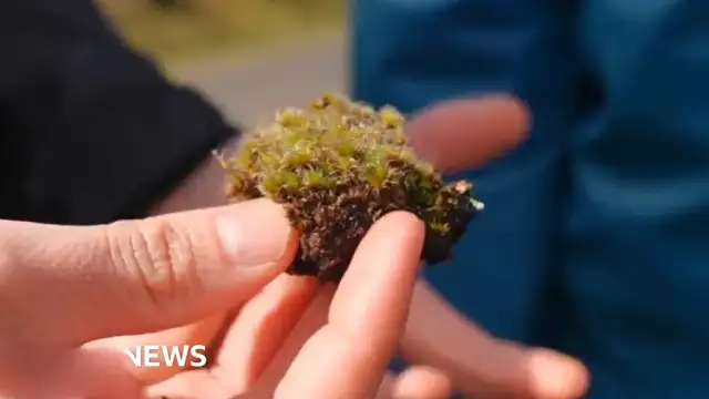 Britanya'da 'Öldürücü Mantar' Keşfedildi: İstilacı Yosunla Mücadelede Umut Işığı