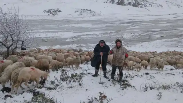 Tipi ve Heyelan Nedeniyle 2 Çoban ve 650 Küçükbaş Hayvan Yaylada Mahsur Kaldı