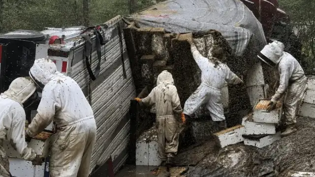 Orange County'de TIR Devrildi: Milyonlarca Arı Serbest Kaldı, Bölge Halkına Uyarı Yapıldı