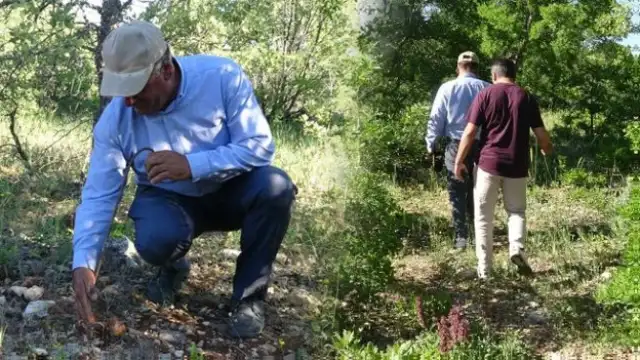 Malatya'da Meşe Mantarı Sezonu: Toplanıp Satılıyor, Fiyatlar 500 Liradan Başlıyor