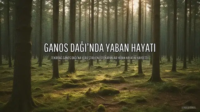 Ganos Dağı'nda Yaban Hayatı Objektife Takıldı