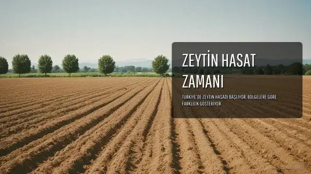 Zeytinde Hasat Zamanı: Bölgesel Farklılıklar ve Yöntemler Belirleyici Oluyor