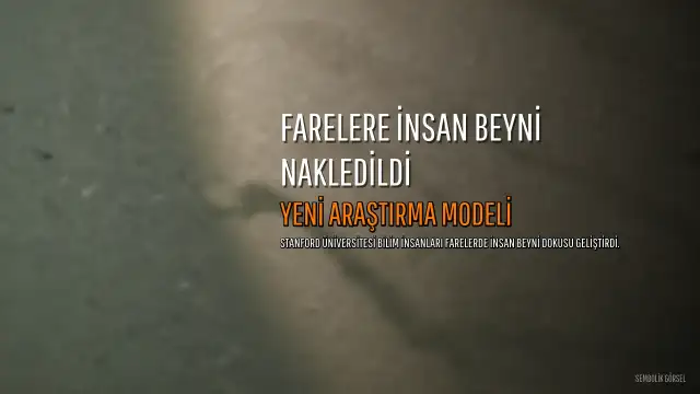 Bilim insanları, farelere insan beyin dokusu nakletti