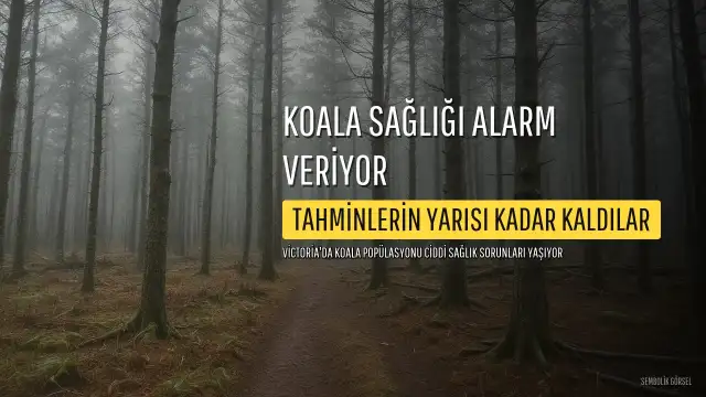 Victoria'daki Koala Popülasyonu Ciddi Sağlık Sorunları Yaşıyor, Tahminlerin Yarısı Kadar Kaldı