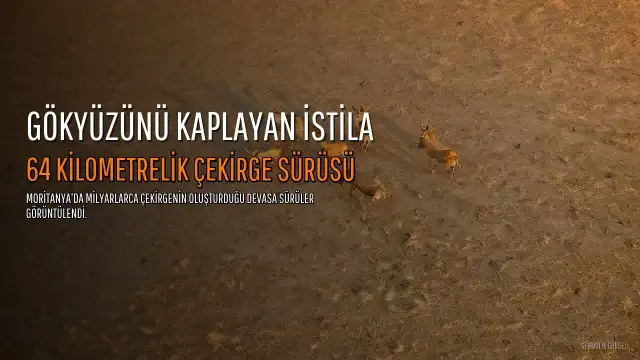 64 Kilometre Genişliğindeki Çekirge Sürüsü Dehşeti Görüntülendi