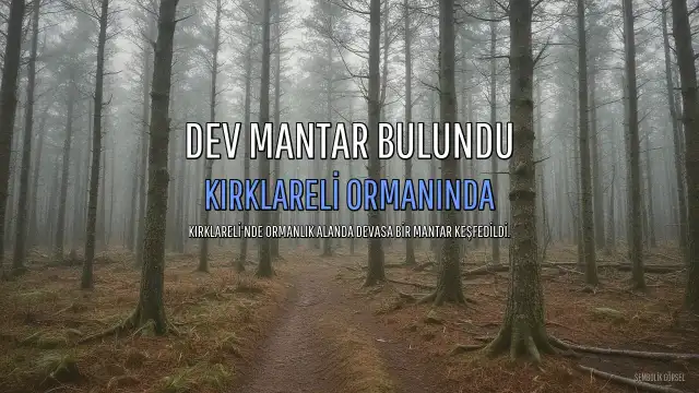 Kırklareli'nde Ormanda Dev Mantar Bulundu: Görüntüsüyle Şaşırttı