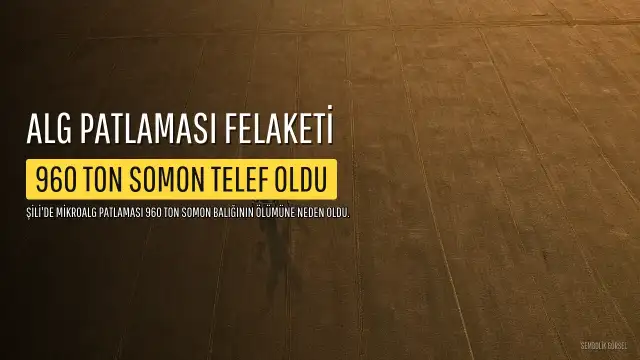 Şili'de Alg Patlaması: 960 Ton Somon Balığı Telef Oldu