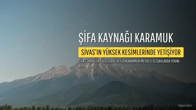 Sivas'ta Yetişen Karamuk Meyvesi Şifa Kaynağı Olarak Keşfediliyor