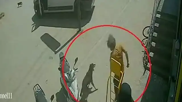 Antalya'da Sokak Hayvanlarına Eziyet: Şüpheli Gözaltına Alındı