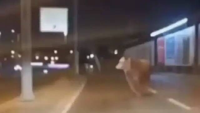 Avcılar'da Trafiğe Çıkan Kurbanlık Boğa Panik Yarattı